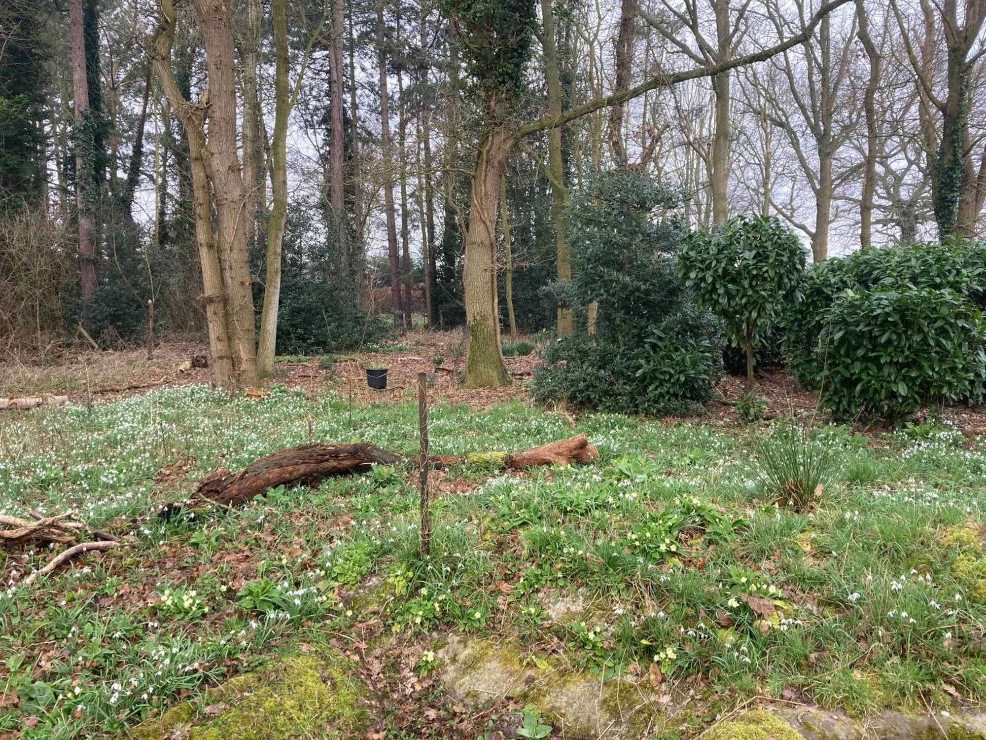 Woodland Retreat, Market Lane, Blundeston, Lowestoft Eksteriør billede